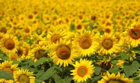 Sunflower Fragrance Oil