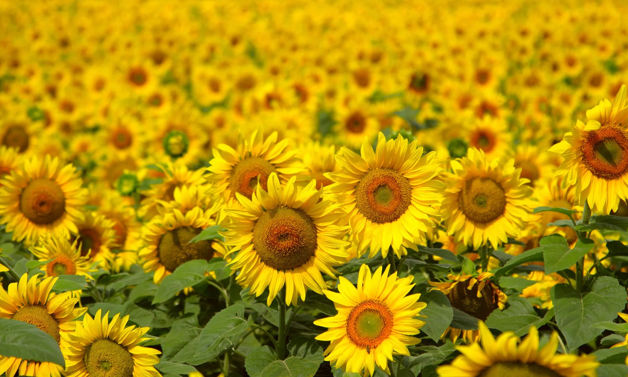 Sunflower Fragrance Oil